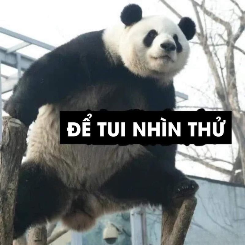 Meme Gấu trúc